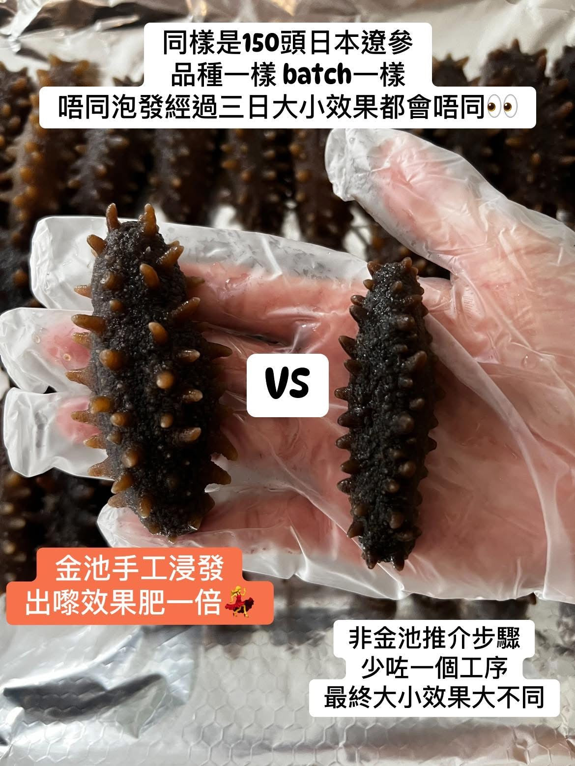 【發頭超強】150頭日本青森縣遼參