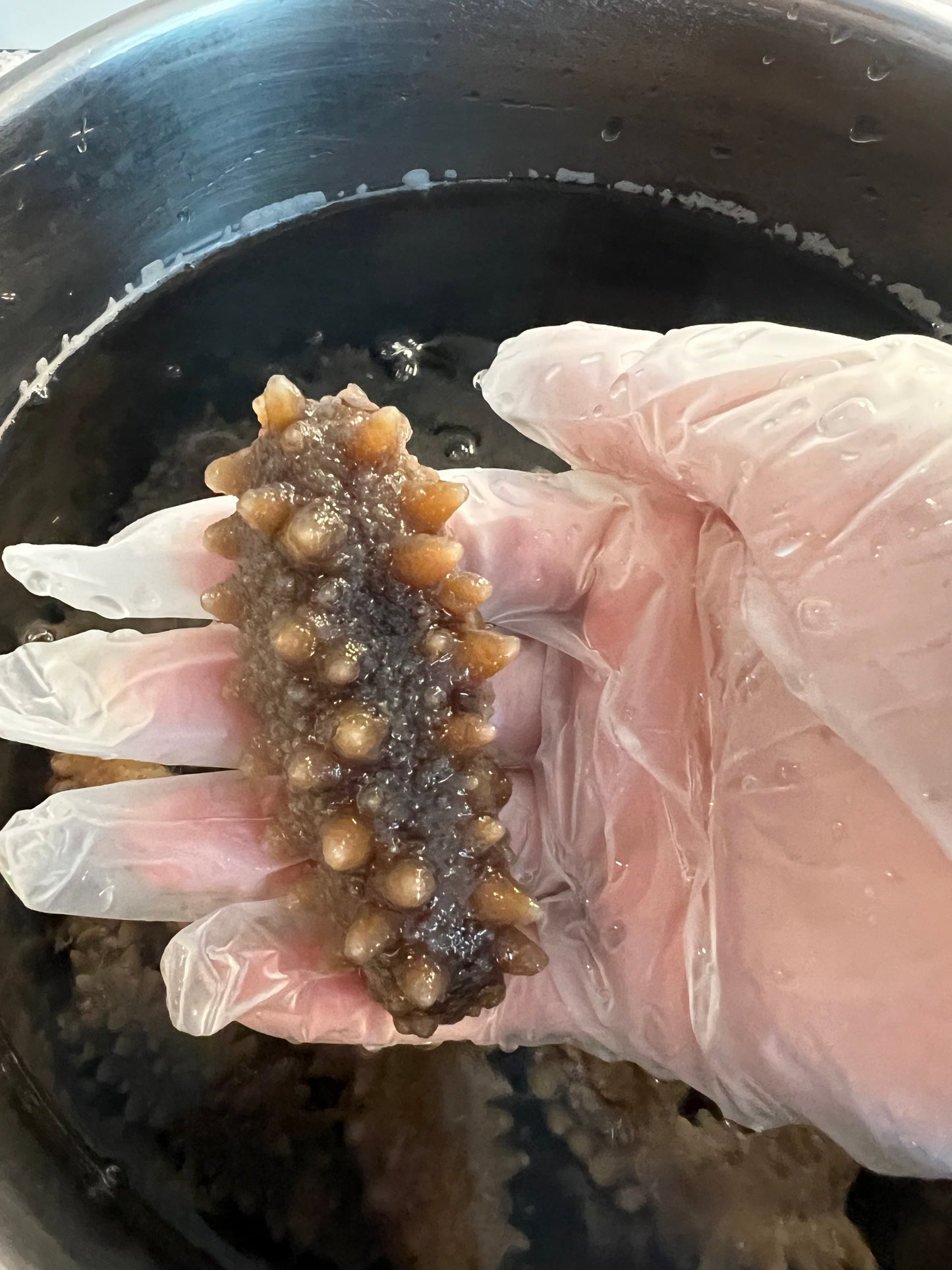 【發頭超強】150頭日本青森縣遼參