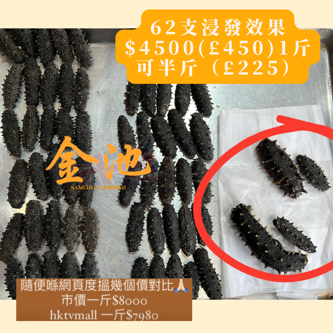60頭日本青森縣遼參(4排刺)