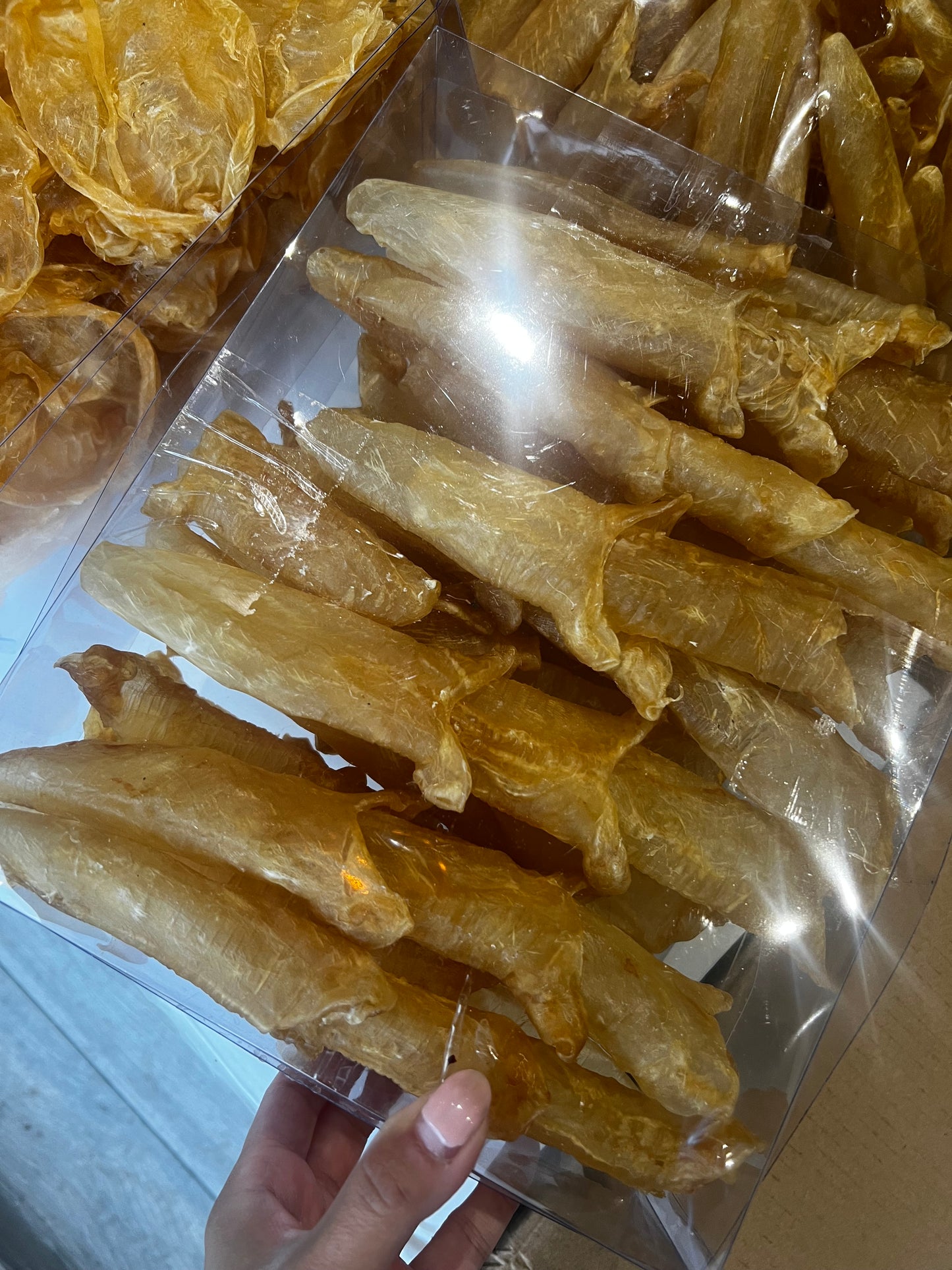 40-50頭非洲花膠筒