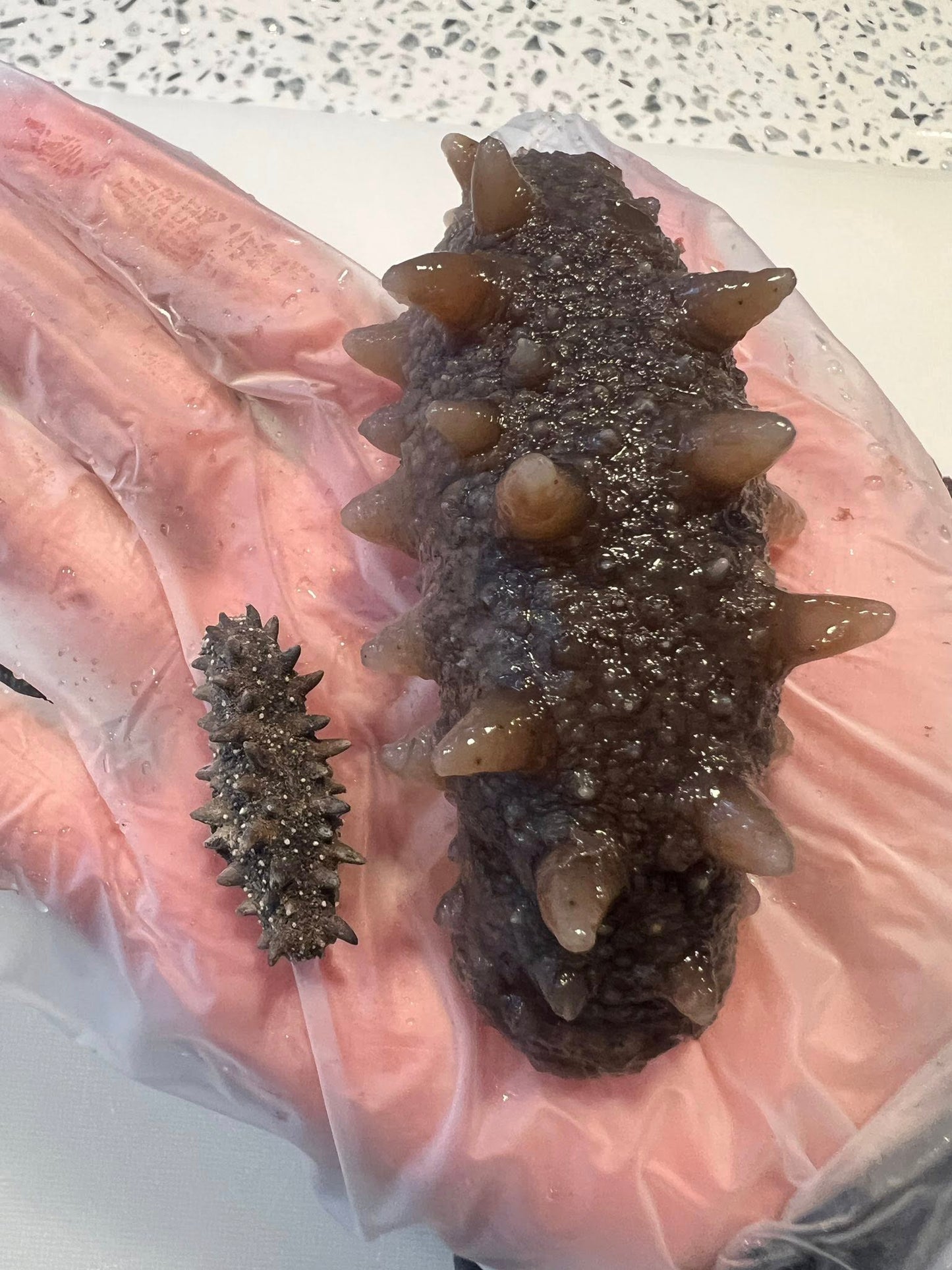 【2026新年預訂88折】150頭日本青森縣遼參（1月10-20收貨）