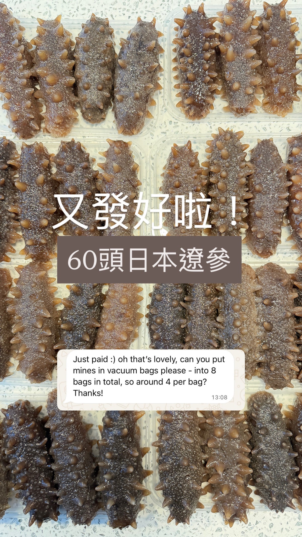 60頭日本青森縣遼參（4排刺）