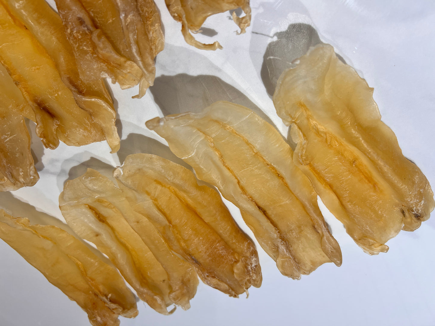 巴西扎膠公11頭