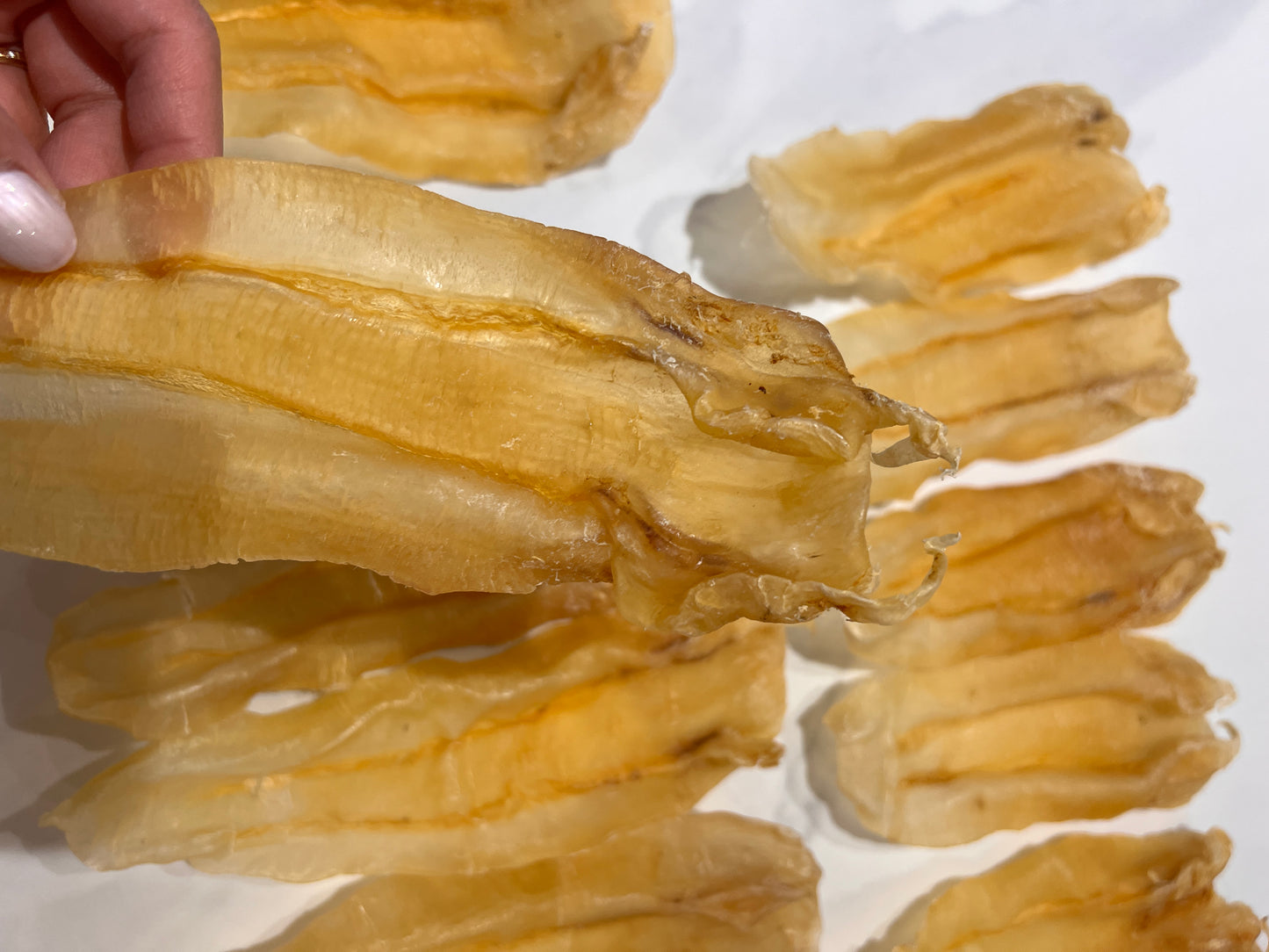 巴西扎膠公11頭